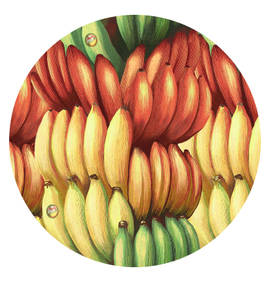 [farm rio] [bolinha jamaica bananas] estampa FARM Rio Banana Jamaica